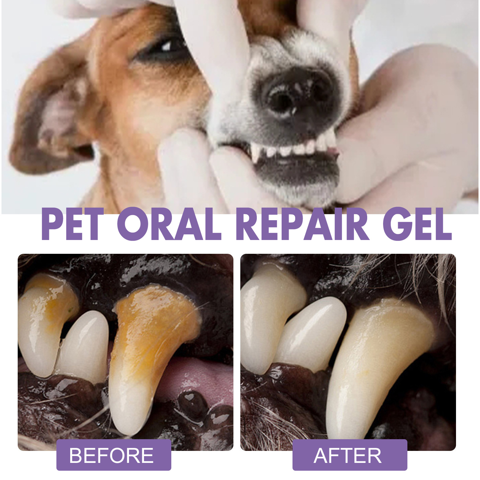 Pet Oral Repair Gel Welpen Zah – Teeth Whitening Price Bewertung und Preis